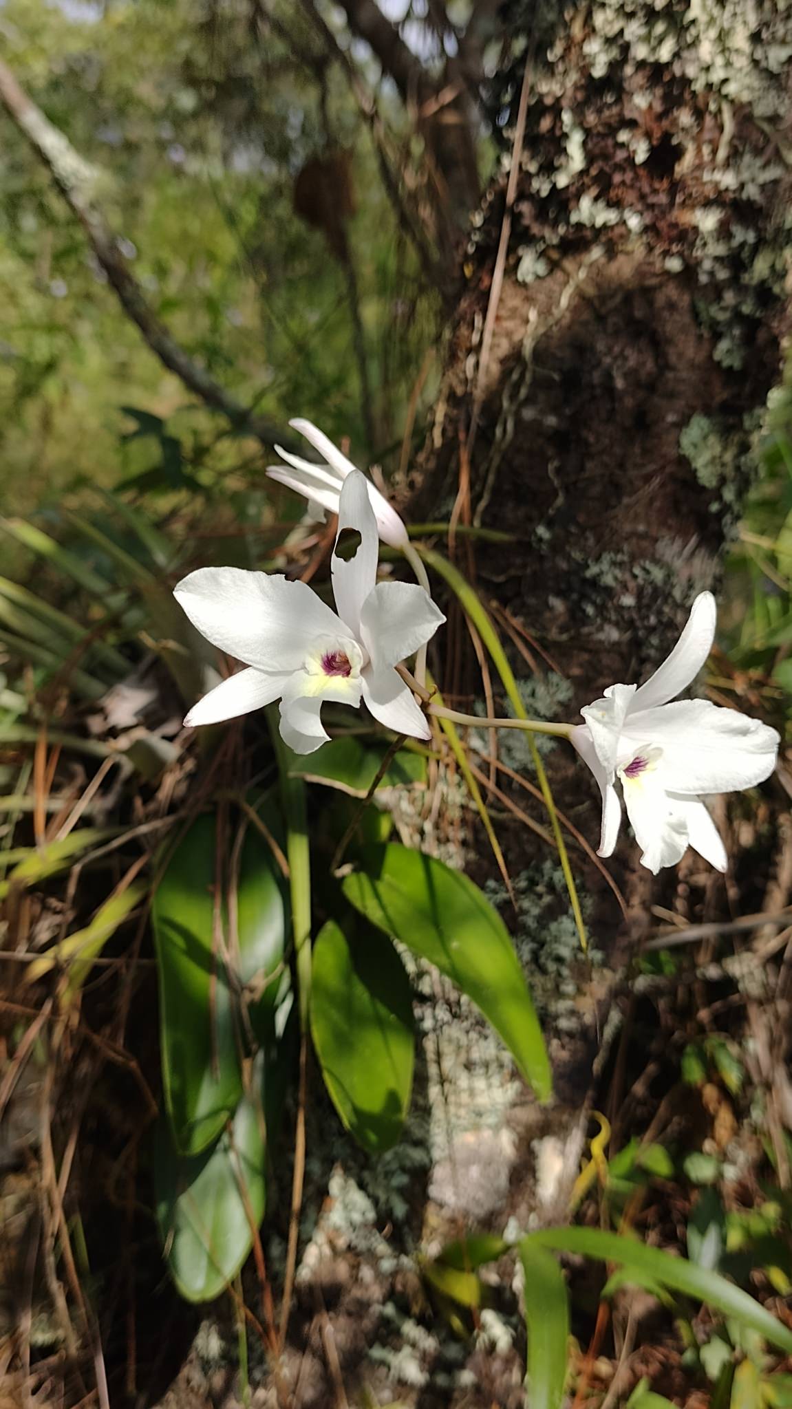 Laelia rubescens alba